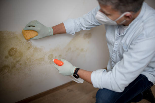 Best Emergency Mold Removal  in Richnd, MO