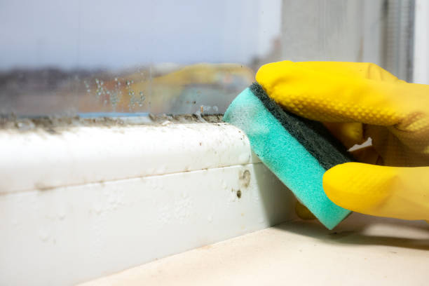 Best Same-Day Mold Removal  in Richnd, MO