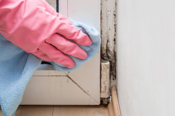 Best Affordable Mold Removal  in Richnd, MO